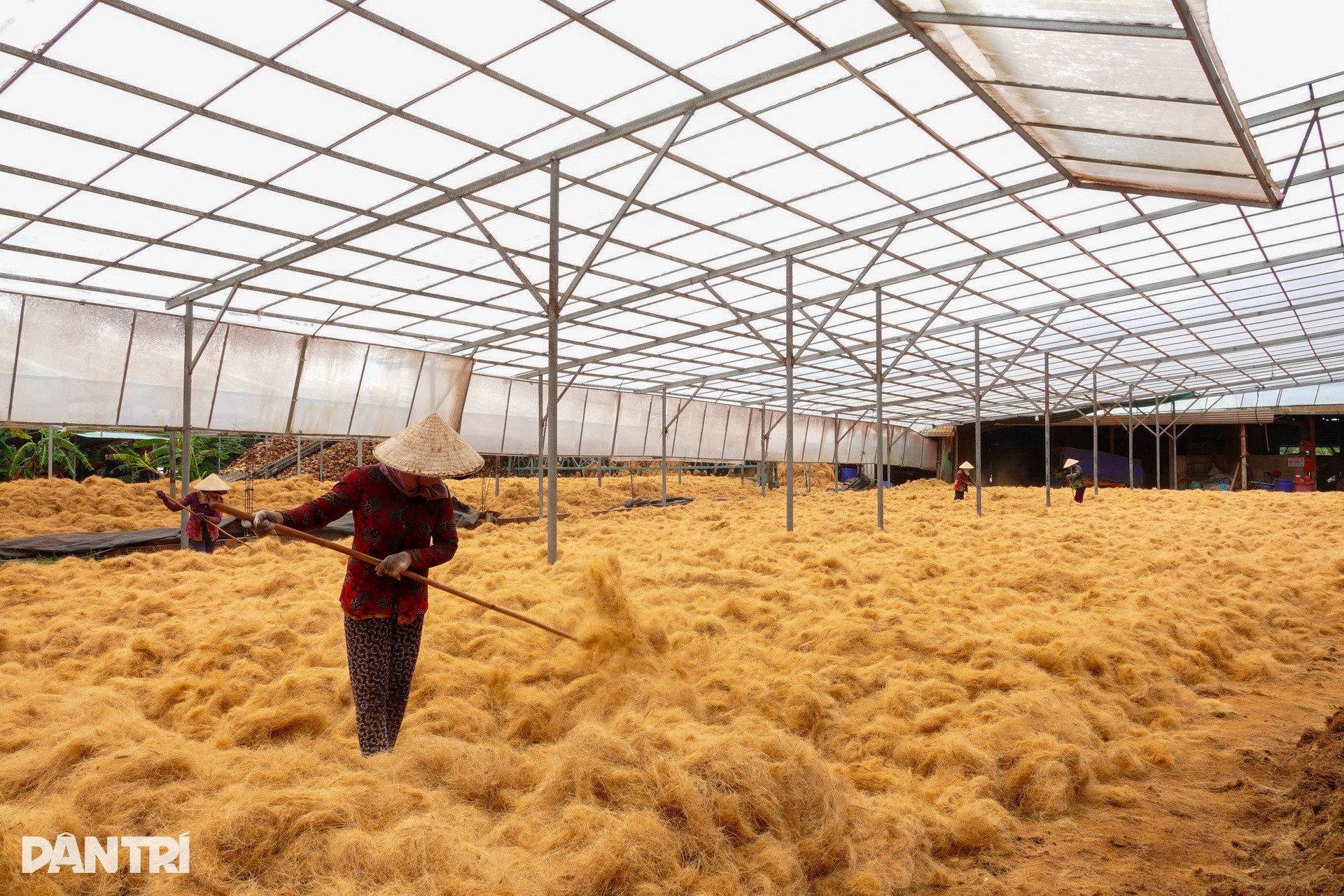 Người phụ nữ lột dừa tươi nhanh như máy, kiếm nửa triệu đồng mỗi ngày - 10