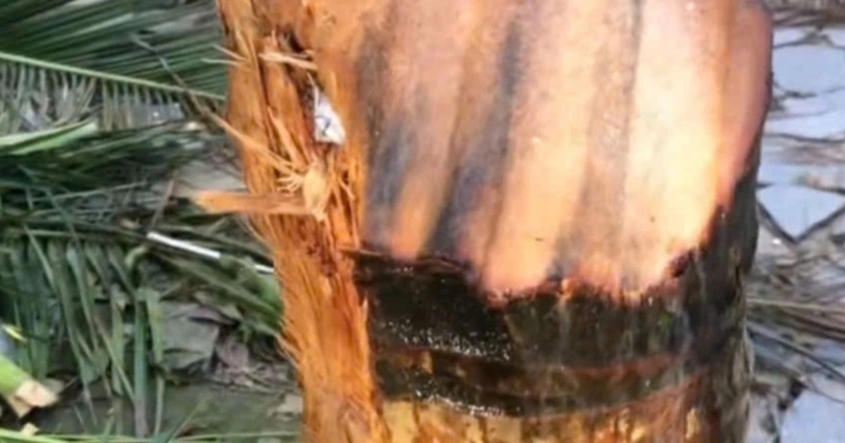 Clip gần 6 triệu view "tôn bay cắt đứt lìa cây dừa" gây tranh cãi