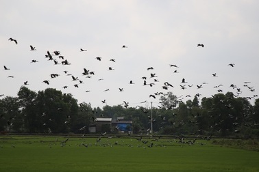 Ngắm đàn chim quý hàng ngàn con đậu trắng đồng lúa