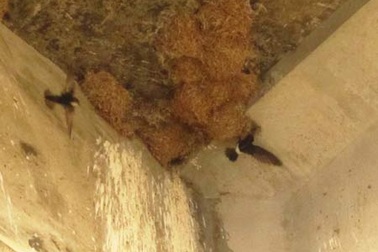 Chưa phát hiện vi rút H5N1 trên chim yến sống tại Ninh Thuận