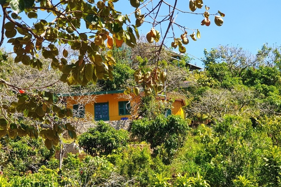 Bán chung cư, đôi bạn bỏ phố về vườn ở Đà Lạt, tự dựng nhà sống chữa lành - 5