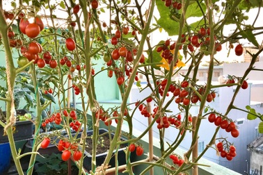 Kinh nghiệm trồng cà chua sai trĩu trên sân thượng của nữ gia chủ Đà Nẵng