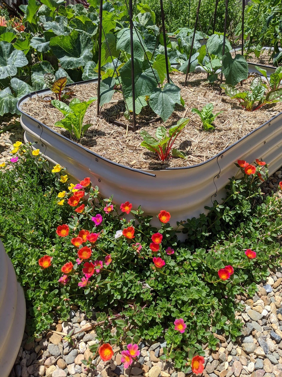 Thích mê khu vườn nhỏ đủ loại cây trái của cặp đôi yêu nhau 16 năm - 4