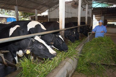 Đầu tư 600 tỷ đồng giúp nông dân nuôi bò chuyên nghiệp