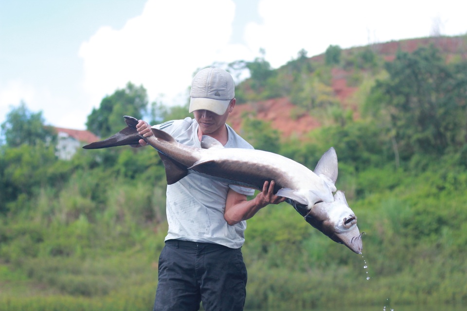 Người đàn ông đánh liều nuôi đàn cá “ngàn đô” trên Cao Nguyên - 1 Người đàn ông đánh liều nuôi đàn cá “ngàn đô” trên Cao Nguyên - 1