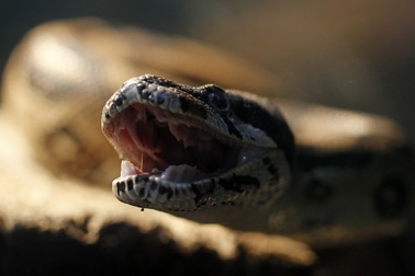 Bé 17 tháng tuổi cắn chết rắn độc