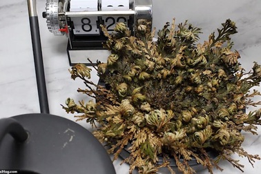 Cận cảnh loài cây sa mạc có thể… tự hồi sinh