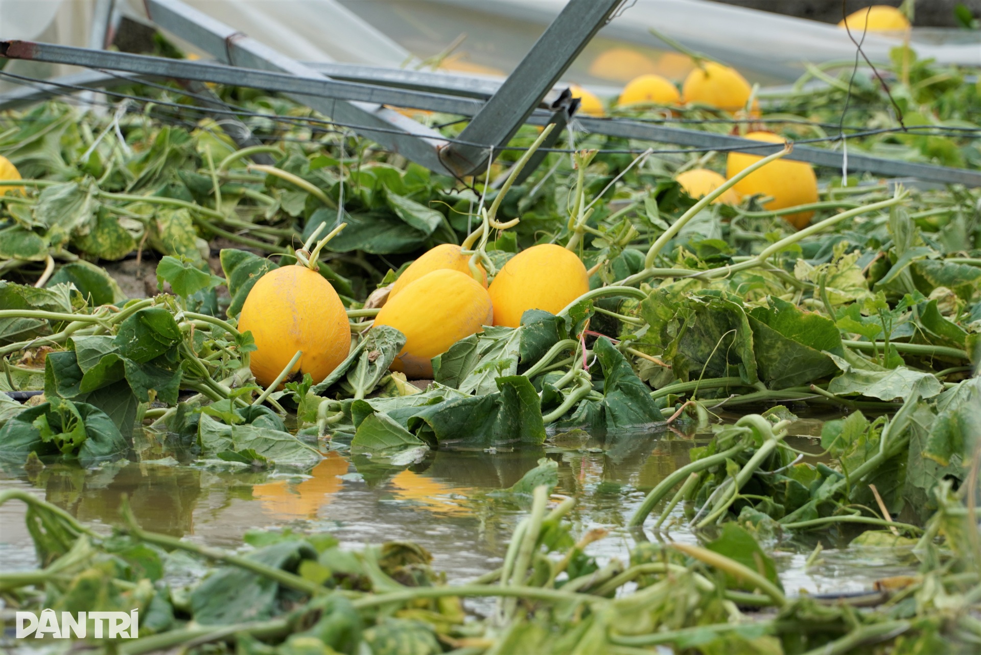 Nhà màng tiền tỷ bị bão Kajiki quật đổ, dân làng lội nước giúp chủ vớt dưa - 3