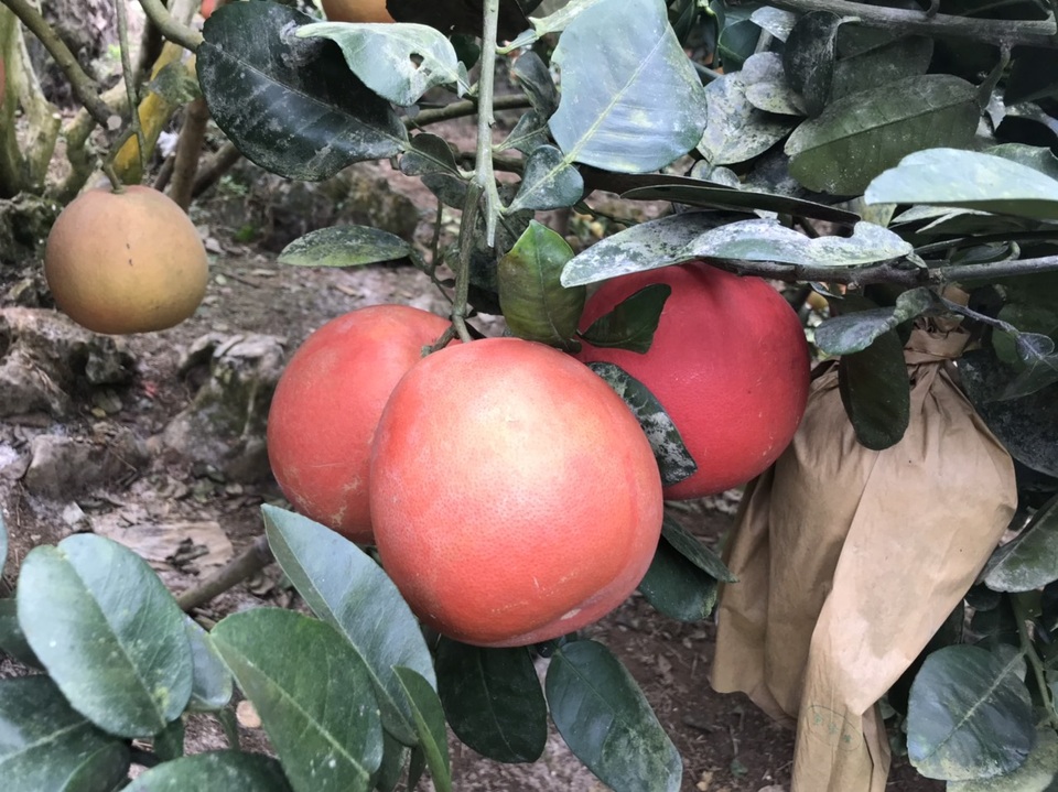 Bưởi tiến Vua đỏ chót, dân Hà Nội lùng sục đặt mua trước Tết cả tháng - 1 Bưởi tiến Vua đỏ chót, dân Hà Nội lùng sục đặt mua trước Tết cả tháng - 1