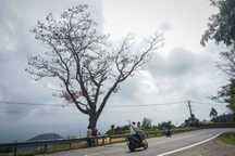 Cây thông cô đơn nổi tiếng trên đèo Hải Vân đã chết khô