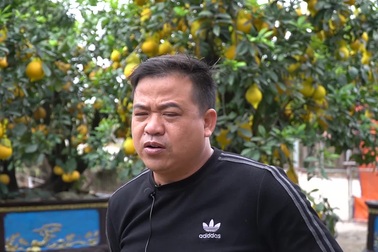 Bưởi cảnh Hưng Yên thất thu vì Covid-19 dịp cuối năm