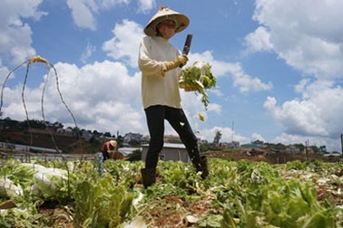 Nông dân đói vốn, doanh nghiệp nhỏ bế tắc