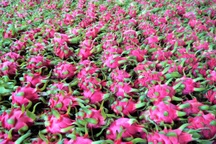 Thủ tướng chỉ đạo gỡ vướng cho thanh long, hồ tiêu xuất khẩu