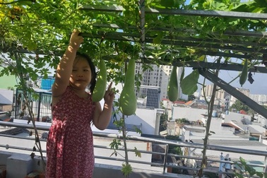 Vượt trăm km "tậu" đất thịt, ông bố xây bồn làm vườn trên nóc nhà