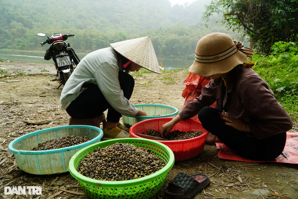 Công phu nghề cào hến trên sông Mã - 8 Công phu nghề cào hến trên sông Mã - 8