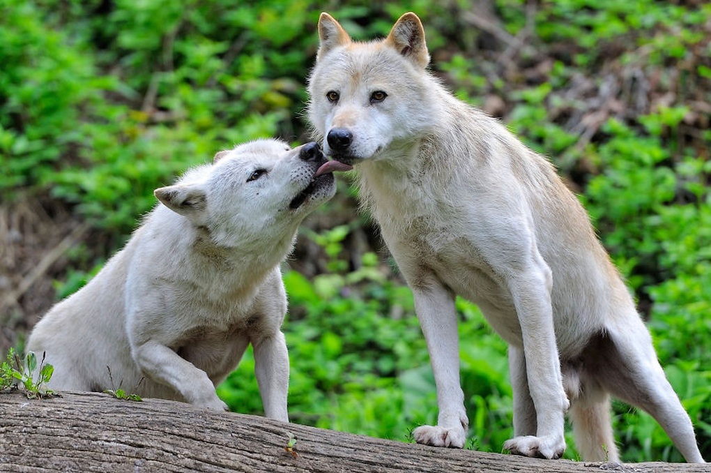 Wolves are cold but also need love.