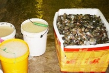 Bạc Liêu: Phát hiện 32 vụ tôm chứa tạp chất, phạt trên 2 tỷ đồng