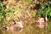 Kinh hãi xác lợn chết nổi dọc khe nước, bốc mùi hôi thối