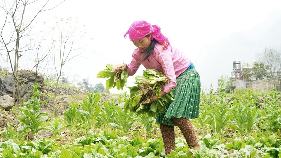 Ngày 8/3 của những người phụ nữ dân tộc HMông - 5 Ngày 8/3 của những người phụ nữ dân tộc HMông - 5