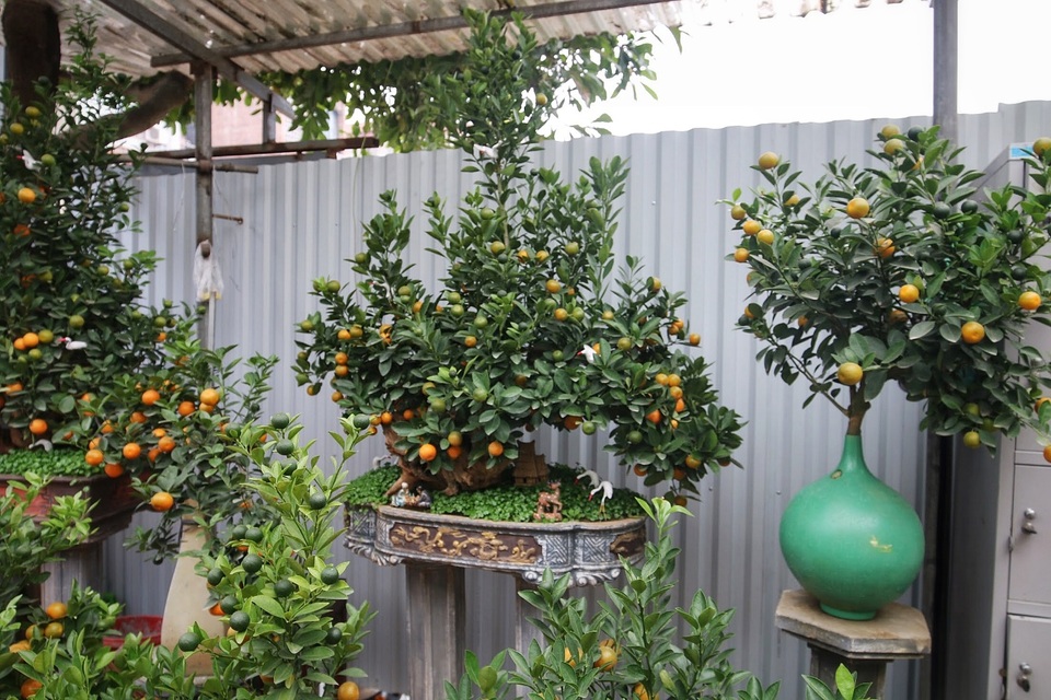Quất ghép gỗ lũa độc lạ, đại gia phải đặt trước hàng tháng - 12 Quất ghép gỗ lũa độc lạ, đại gia phải đặt trước hàng tháng - 12