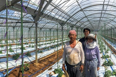 Người nông dân "chế" hệ thống phân loại dưa chuột làm nhanh thoăn thoắt