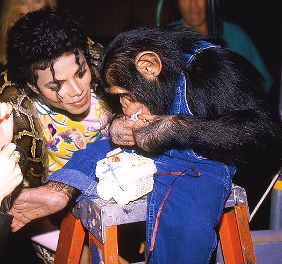 The pain of abandonment of the monkey that was once Michael Jackson's pet - 5