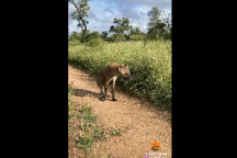 Nghị lực sống đáng kinh ngạc của linh cẩu sau khi bị sư tử tấn công