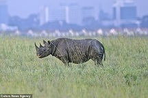 Vì sao những động vật lớn tiến hoá để đi bằng mũi chân?