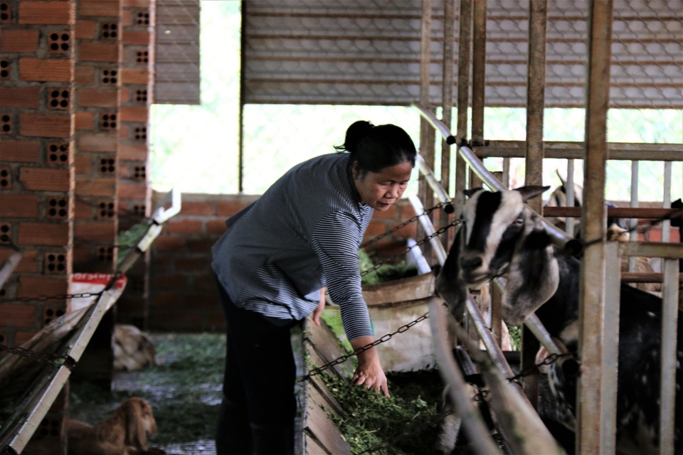 Nuôi dê cho ăn lá thừa, vợ chồng nghỉ hưu kiếm nửa tỷ đồng mỗi năm - 3 Nuôi dê cho ăn lá thừa, vợ chồng nghỉ hưu kiếm nửa tỷ đồng mỗi năm - 3