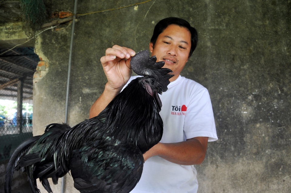Trại gà H’Mông cháy hàng ngày cận Tết - 3 Trại gà H’Mông cháy hàng ngày cận Tết - 3