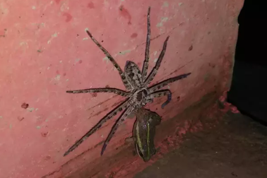 Nhện khổng lồ quyết chiến sinh tử với ếch