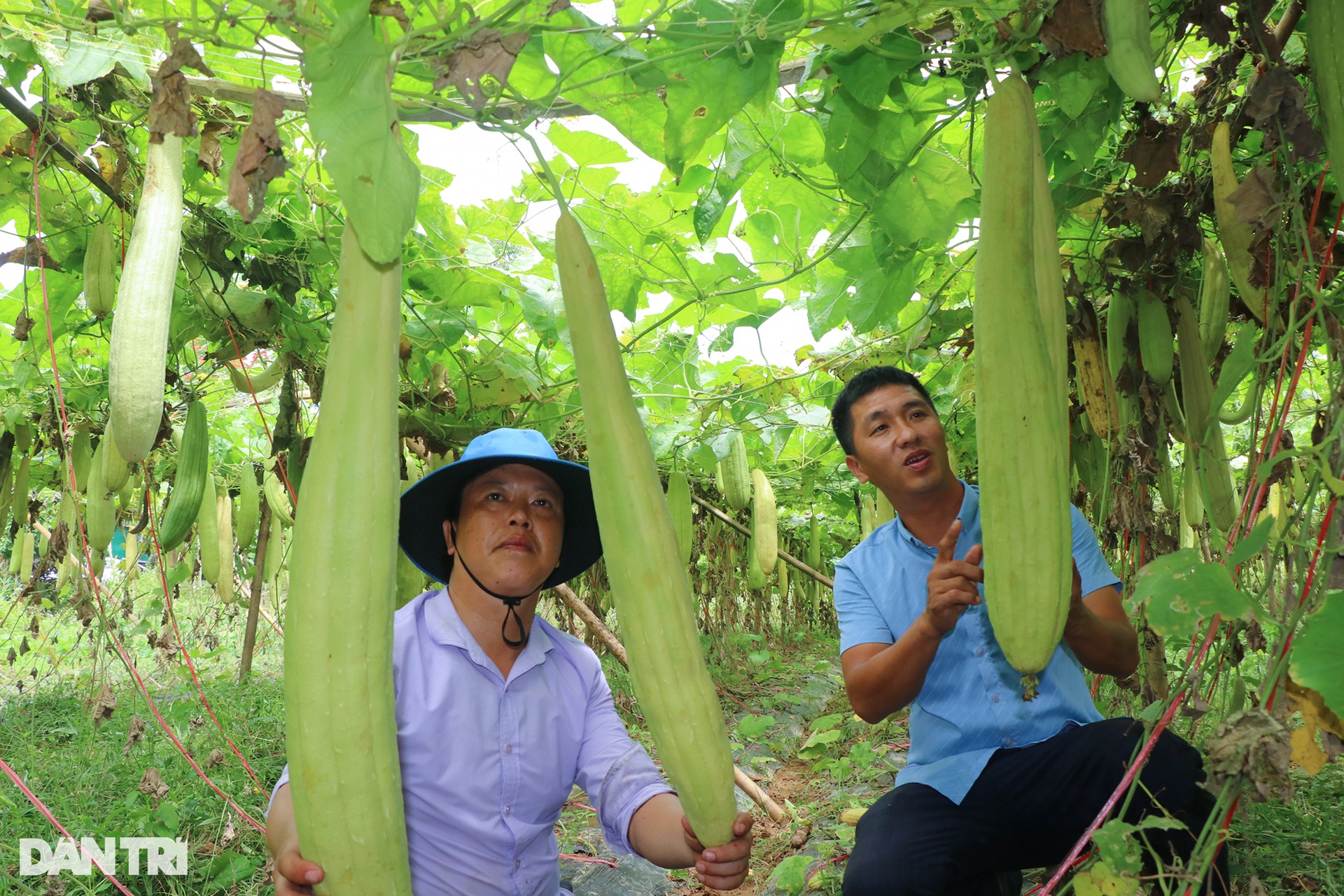 Trồng mướp, treo quả thật già, nông dân được đặt mua cả vườn - 3