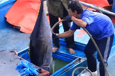 Bám biển xuyên Tết, ngư dân trúng đậm cá ngừ đại dương