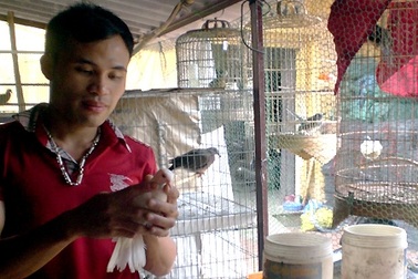 Dạy chim hót kiếm bạc tỷ