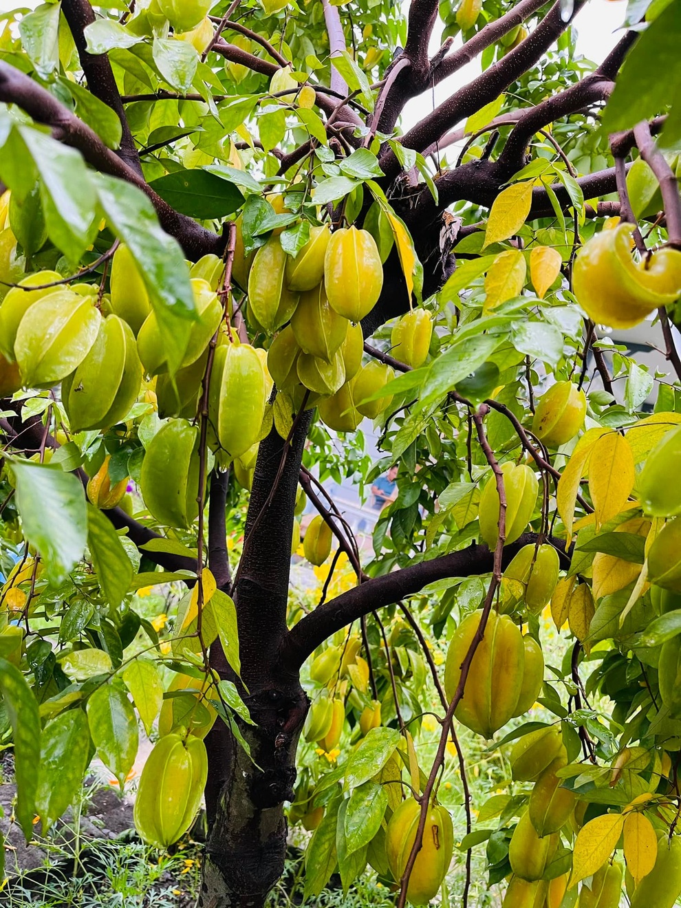 Vườn trồng rau, nuôi cá đẹp như tranh của người chồng tặng vợ ở Đồng Nai - 12 Vườn trồng rau, nuôi cá đẹp như tranh của người chồng tặng vợ ở Đồng Nai - 12