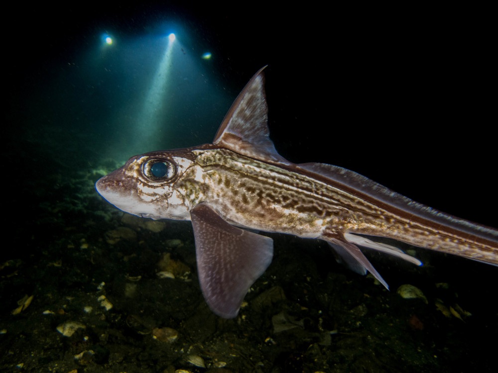 Cá mập ma - Sinh vật huyền bí nhất dưới đáy đại dương - 4 Cá mập ma - Sinh vật huyền bí nhất dưới đáy đại dương - 4