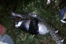 Dân làng hoảng sợ khi phát hiện xác người trong bụng trăn khổng lồ