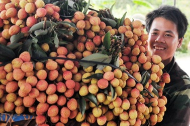 Nông dân thu nhập cao từ vải thiều