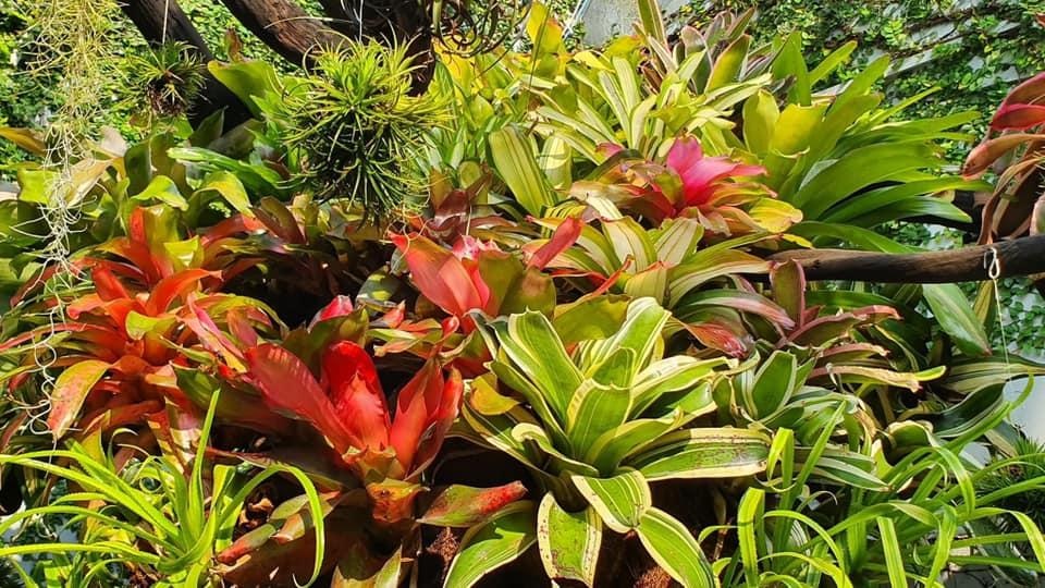 Mê mẩn khu vườn tiên cảnh rộng 300m2 toàn cây đắt đỏ của mẹ đảm ở Cần Thơ - 4 Mê mẩn khu vườn tiên cảnh rộng 300m2 toàn cây đắt đỏ của mẹ đảm ở Cần Thơ - 4