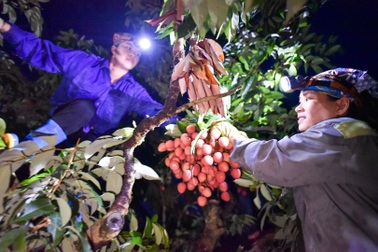 Người dân “thủ phủ vải thiều” Lục Ngạn chong đèn thu hoạch vải