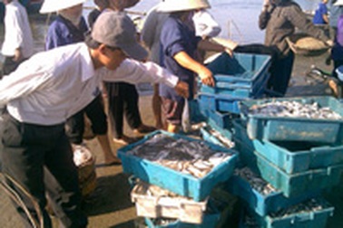 Cá nóc độc được bày bán công khai