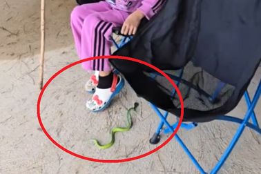 Khoảnh khắc rắn độc rơi ra từ ghế xếp, suýt cắn người leo núi tại Đà Lạt