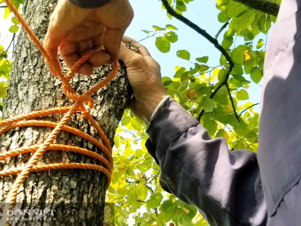 Lạng Sơn: Vùng đất có hồng vành khuyên, loại quả tên nghe như chim vị ngon tuyệt phẩm - 6