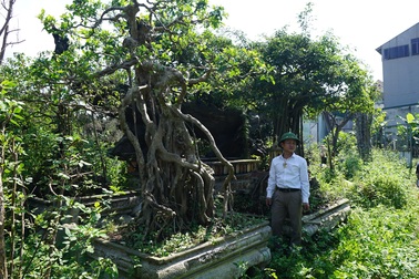 Khu vườn bỏ hoang toàn "siêu cây" bạc tỷ của đại gia nức tiếng một thời