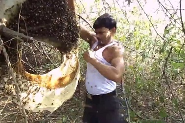 Người đàn ông để hàng ngàn con ong đốt mà không đau