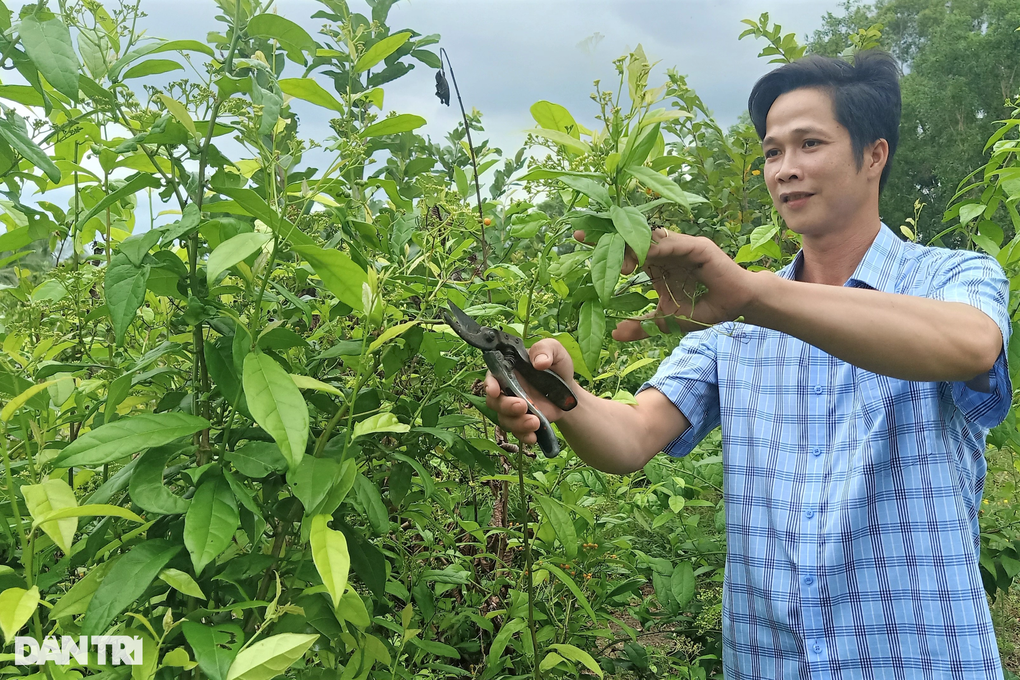 Cựu thầy giáo mang cây rừng từ Tây Bắc vào Cà Mau trồng cho lãi bất ngờ - 1 Cựu thầy giáo mang cây rừng từ Tây Bắc vào Cà Mau trồng cho lãi bất ngờ - 1