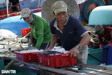 Quy định về đánh bắt "con cá hiếm" ảnh hưởng đến hàng chục nghìn ngư dân