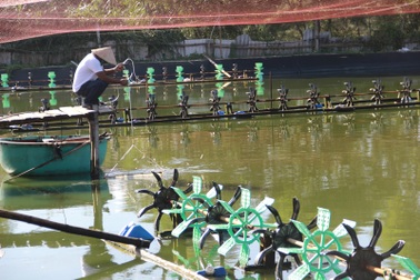 Người nuôi trồng thủy sản khốn đốn vì thua lỗ