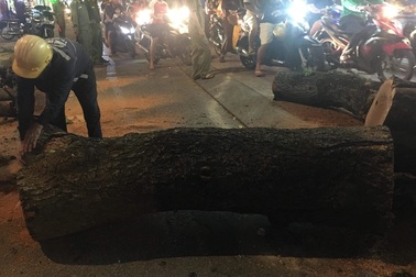 Cây cổ thụ bật gốc, 2 bà cháu may mắn thoát chết