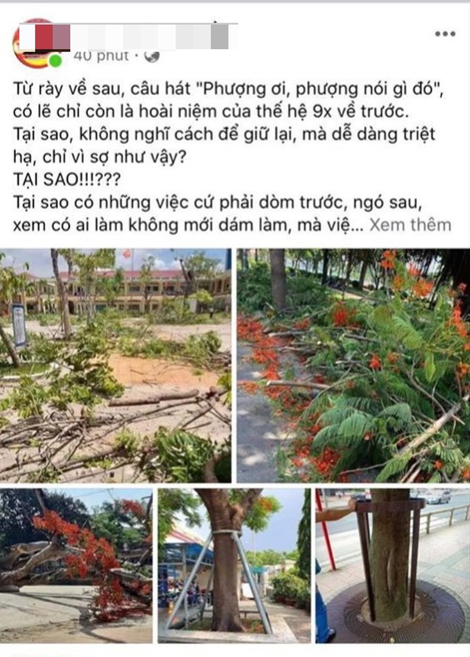 Cộng đồng mạng khóc thương phượng bị triệt hạ - 1 Cộng đồng mạng khóc thương phượng bị triệt hạ - 1